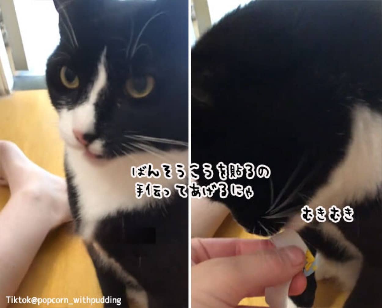 飼い主が絆創膏を貼るのを手伝ってくれる猫