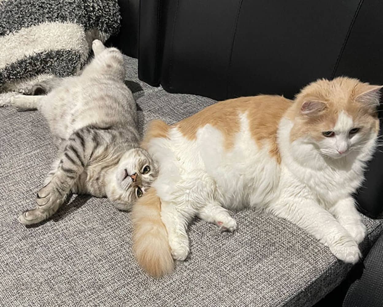 猫が2匹いると楽しさ4倍