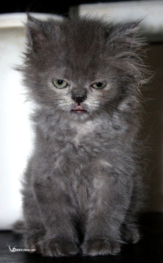 angry-kittens-20-591b00487cff1__700_e