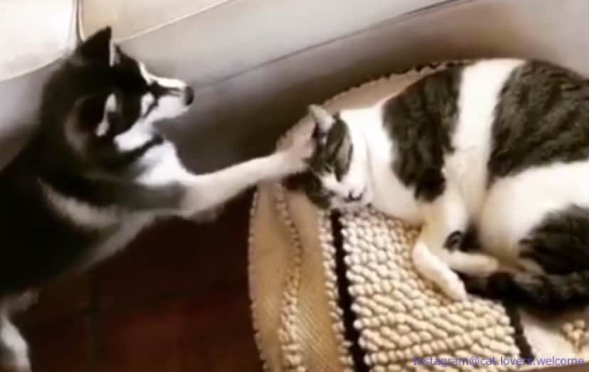 押してもだめなら 猫にベッドを奪われたハスキー 奥の手が出る カラパイア 押してもだめなら 猫にベッドを奪われたハスキー 奥の手が出る カラパイア