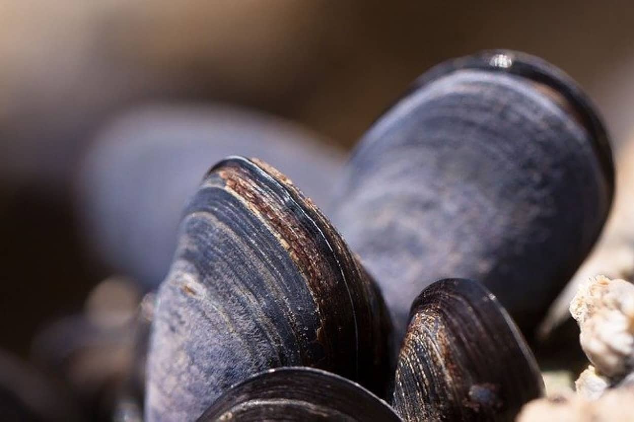 mussels-g5211fe877_640