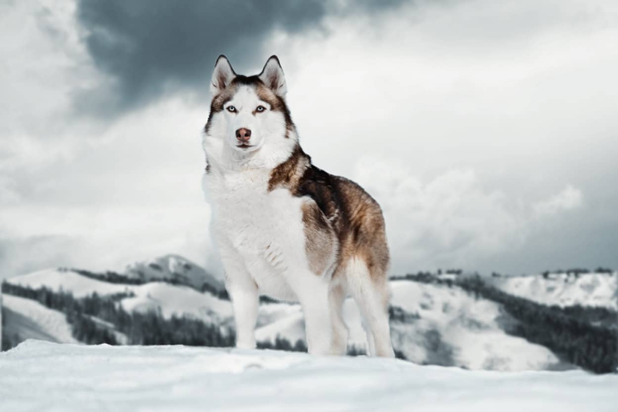 古代シベリアの犬