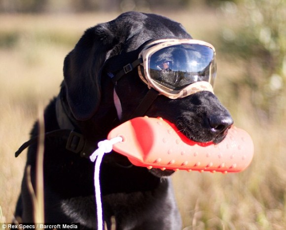 犬だって守りたい アメリカの警察犬も使っている犬用ゴーグル ドッグル カラパイア