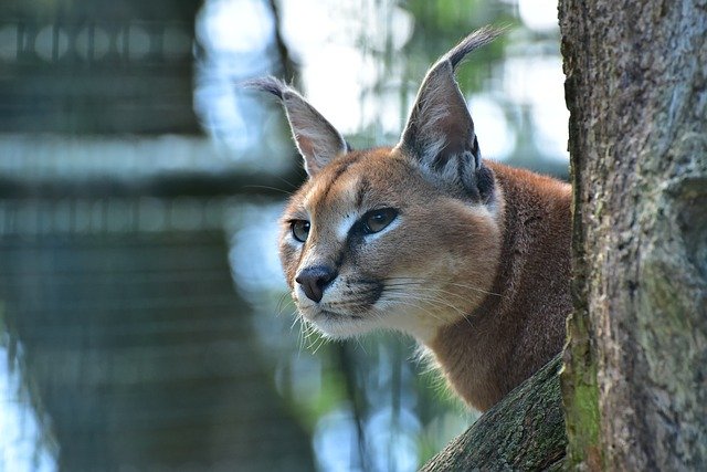 caracal-819978_640