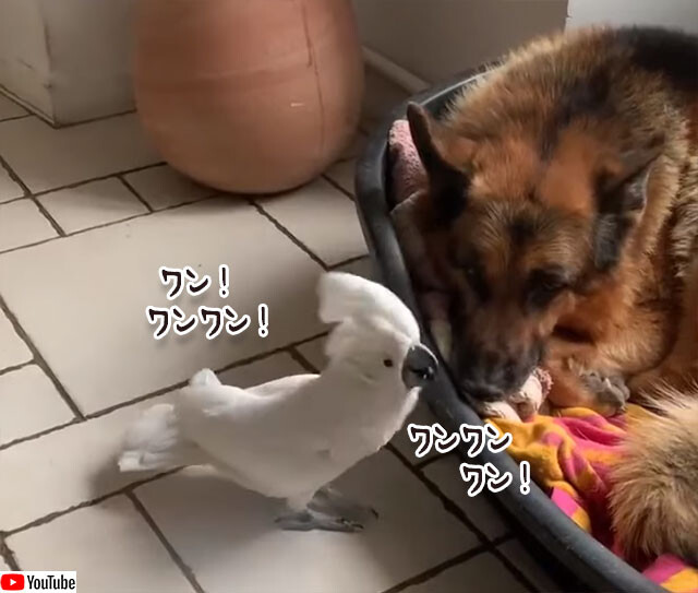 犬の鳴き声で犬を起こそうとするタイハクオウム