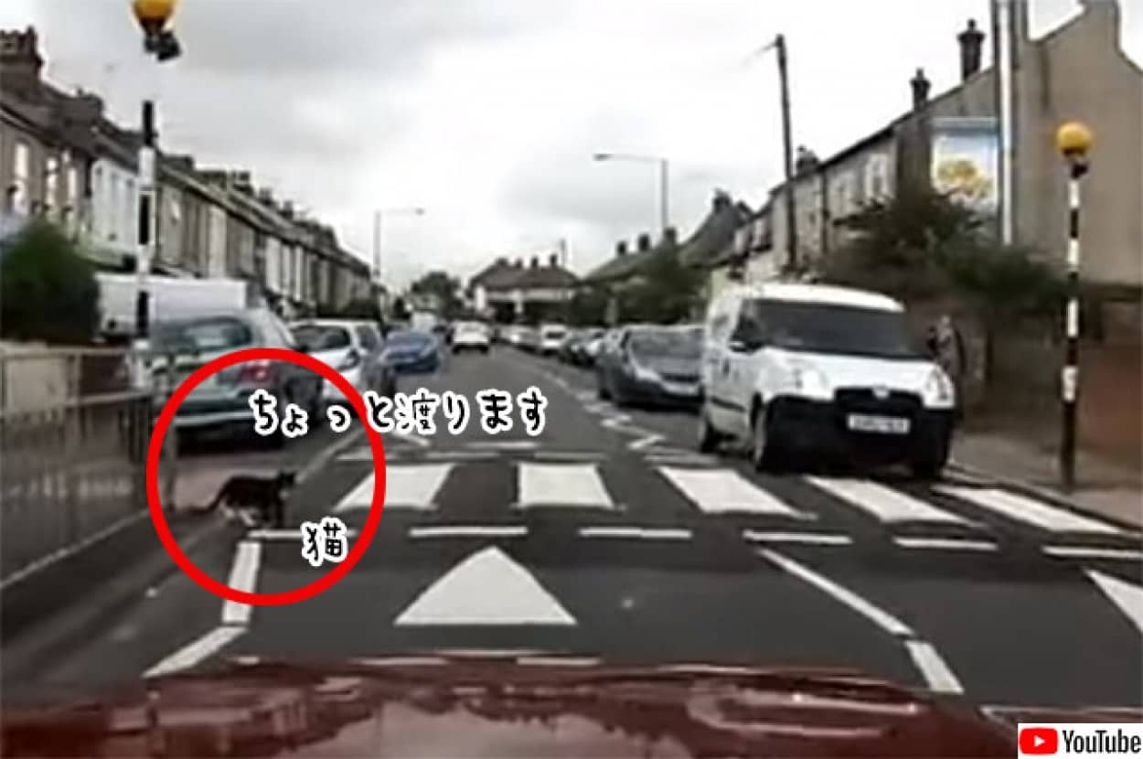 猫と横断歩道