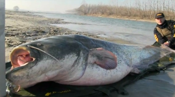 巨大淡水魚ロマンシリーズ 全長約3メートルのナマズがイタリアで釣り上げられる カラパイア