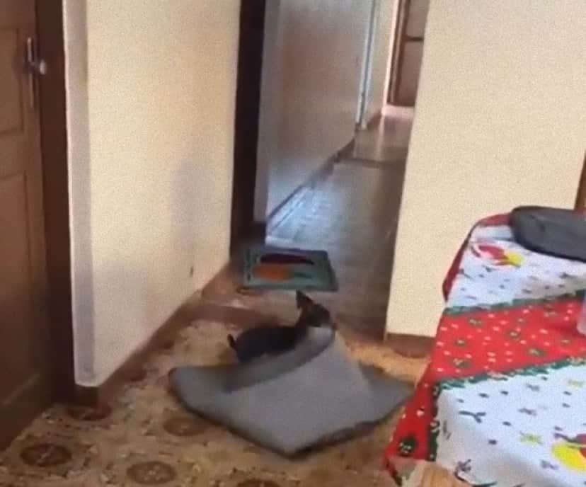 車椅子のおばあさんを気遣う犬の愛情