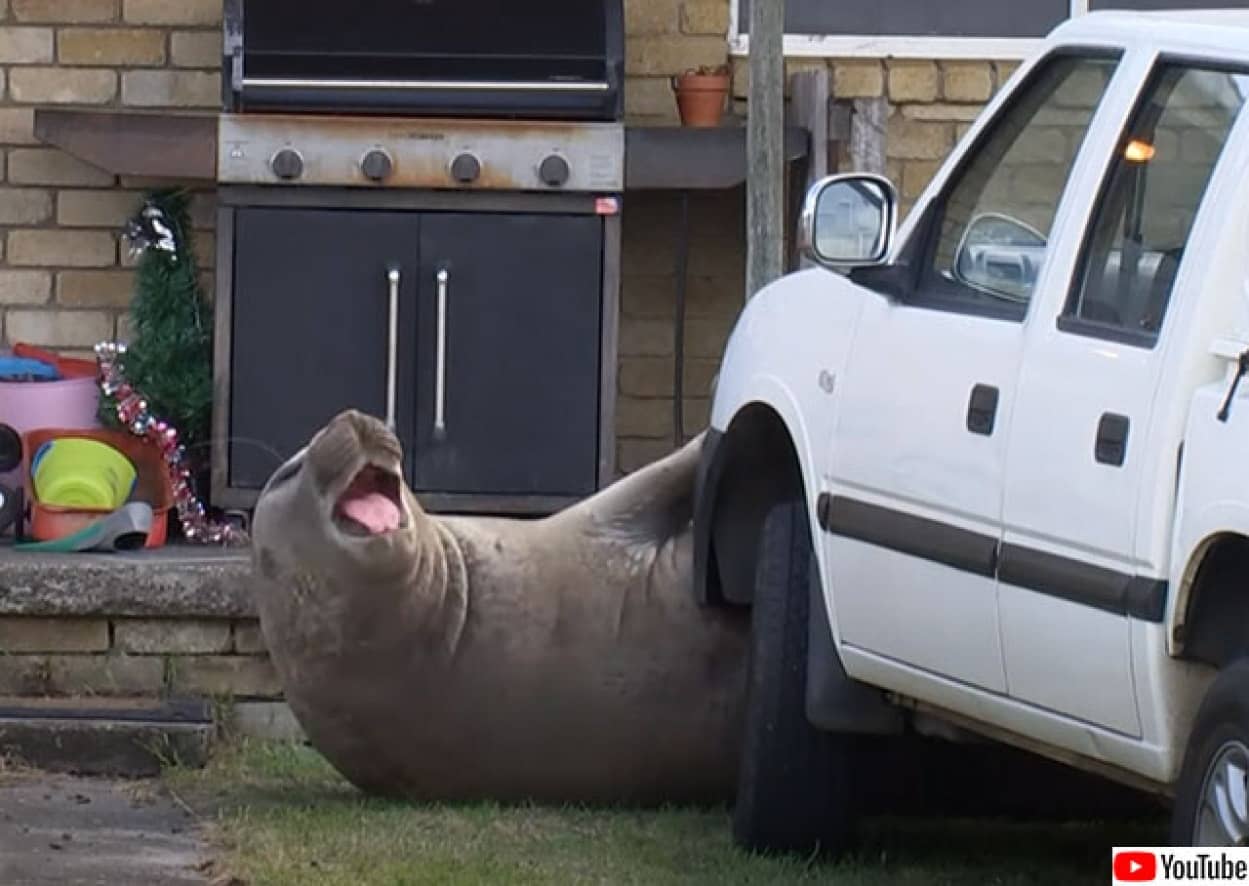 アザラシが車の前で寝ているので出社できなかった女性