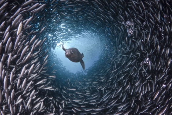 海の中の多様性が丸わかり 水中生物写真家がとらえたイキイキ水中生物たち カラパイア