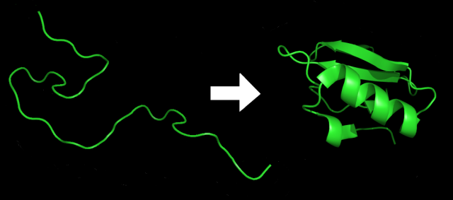 Protein_folding_e