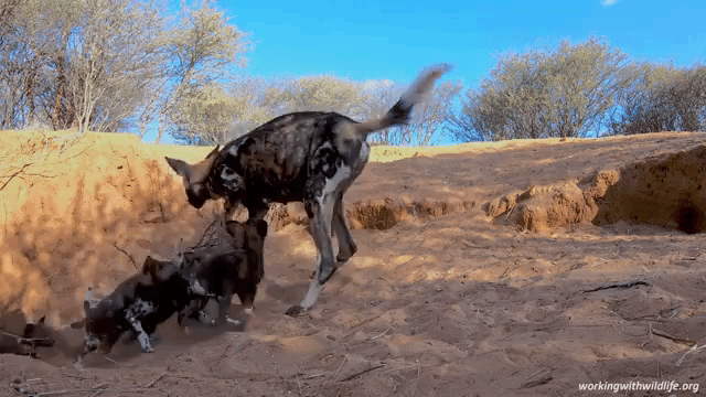 African-Wild-Dogs-Feeding-Puppies