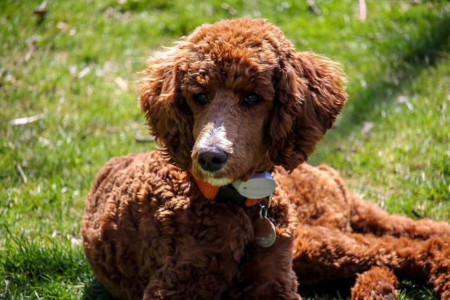 友人が旅行に行くので犬を預かったけど引き取りに来ない。保護施設に持ち込んだ私は間違ってる？