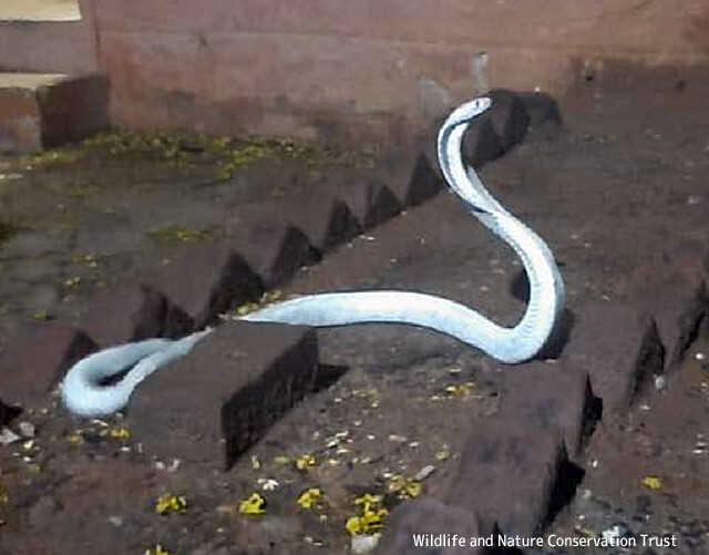 インドで白いコブラが民家に侵入。珍しいアルビノコブラ