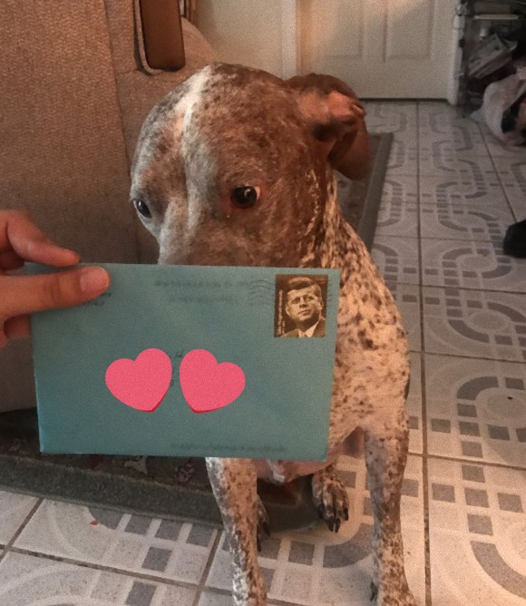 かけがえのない存在だった 離婚した後も元愛犬の誕生日にプレゼントや手紙を送り続ける男性 アメリカ カラパイア