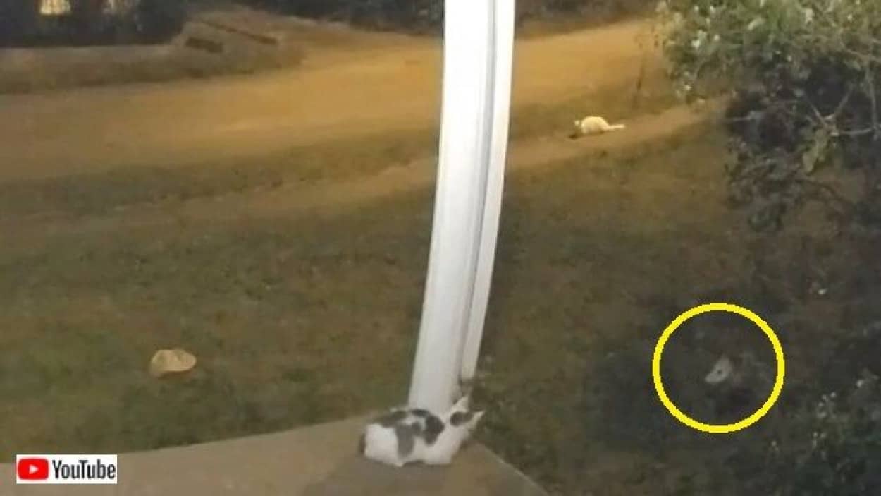 おわかりいただけただろうか 猫の幽霊かはたまた別の何かなのか 不思議な映像が撮れちゃった カラパイア おわかりいただけただろうか 猫の幽霊かはたまた別の何かなのか 不思議な映像が撮れちゃった カラパイア