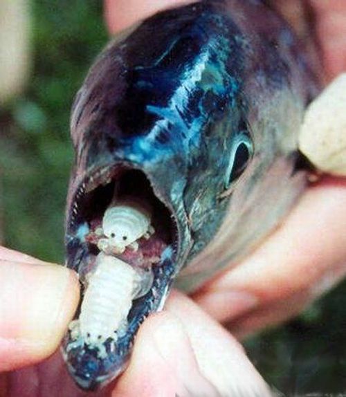 cymothoa_exigua_07