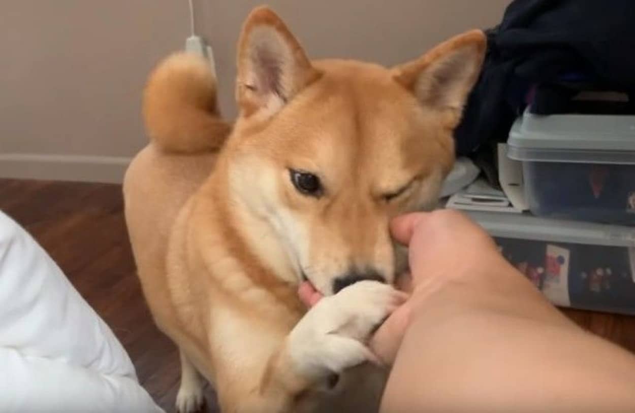 いいかげん起きろや飼い主 と心の中で思っていそう 柴犬ハルさんのモーニングコール カラパイア