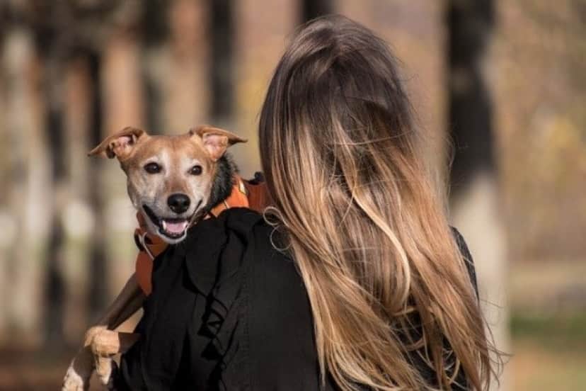 dog-5753302_640_e