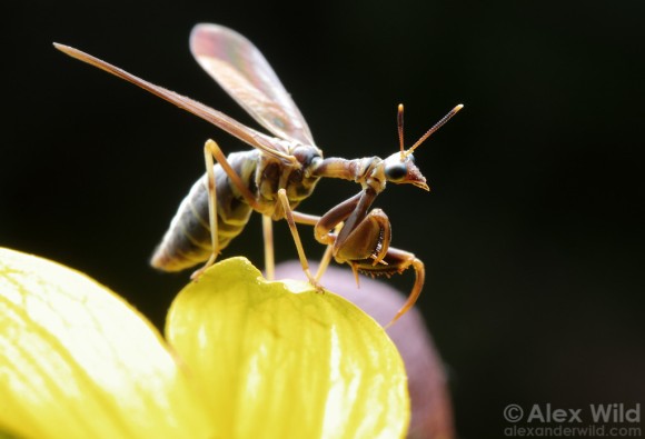 カマキリ スズメバチで昆虫最強伝説を築き上げるキメラちっくな昆虫 カマキリモドキ カラパイア カマキリ スズメバチで昆虫最強伝説を築き上げるキメラちっくな昆虫 カマキリモドキ カラパイア