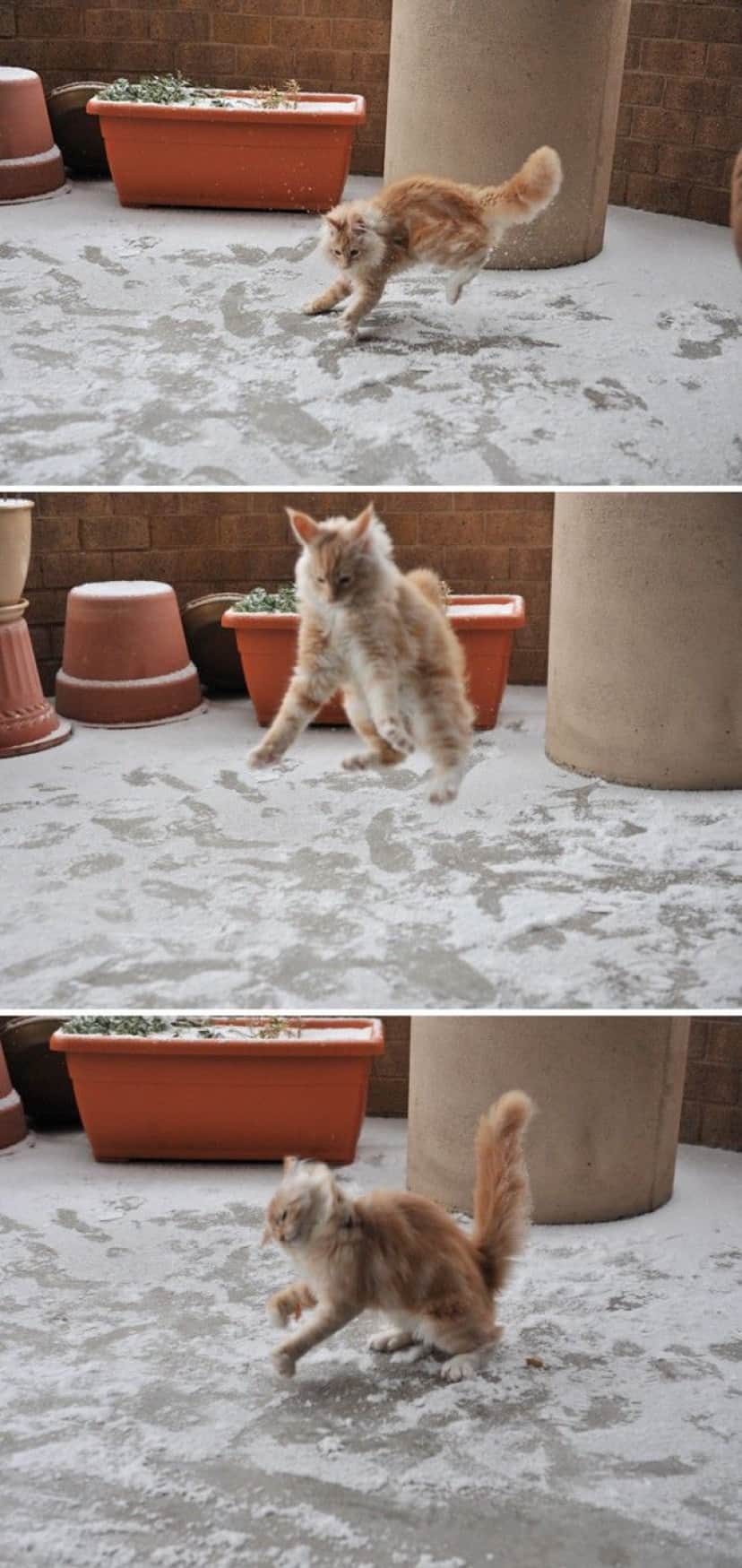 funny-animals-first-snow-cats-dogs6_e