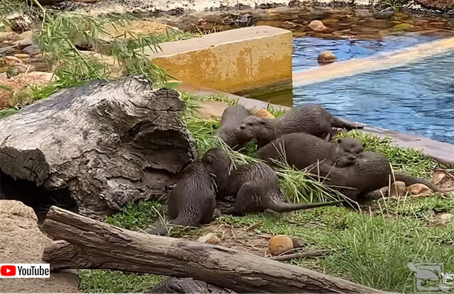 竹の笹に夢中のコツメカワウソ