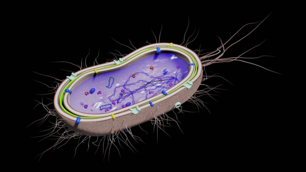 微生物で強力な人工筋肉の繊維を作り出すことに成功