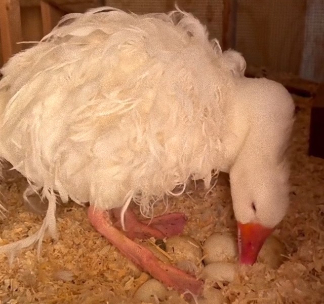 かえらない卵を温め続けるガチョウをみかねて飼い主が有精卵にこっそりチェンジ。かわいい3羽のヒナが誕生