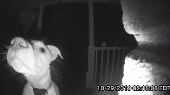 犬は真夜中に2度ベルを鳴らす 夜遊びが過ぎて締め出されてしまった犬の賢い行動がカメラに アメリカ カラパイア 犬は真夜中に2度ベルを鳴らす 夜遊びが過ぎて締め出されてしまった犬の賢い行動がカメラに アメリカ カラパイア