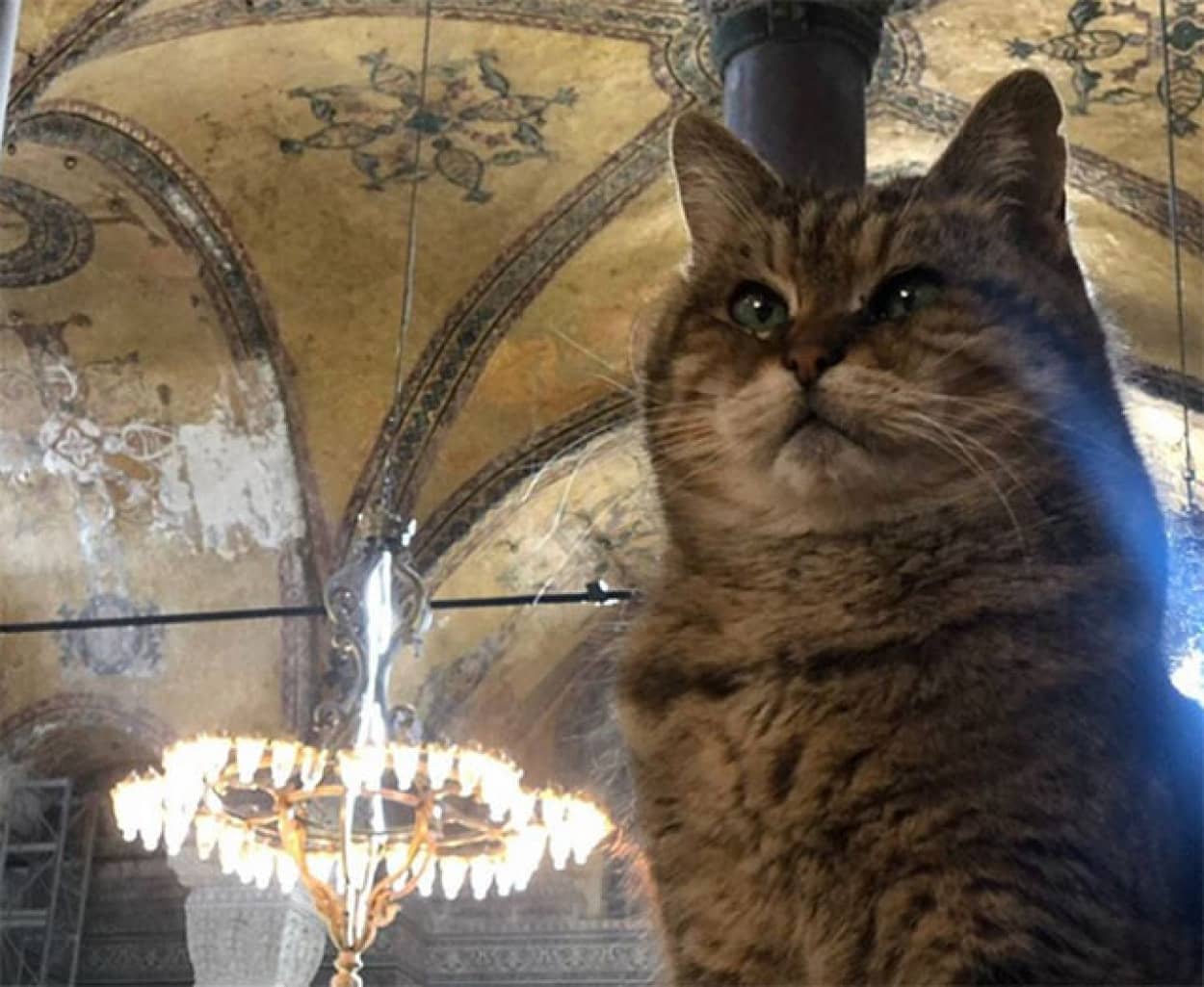 トルコの博物館の猫、グリが亡くなり市長が直々に報告