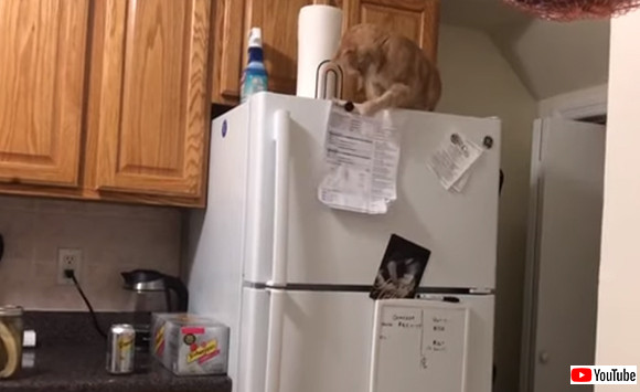 ここにつけたらあか～ん！冷蔵庫にマグネットで張り付けている紙のシートをことごとく落としていく猫