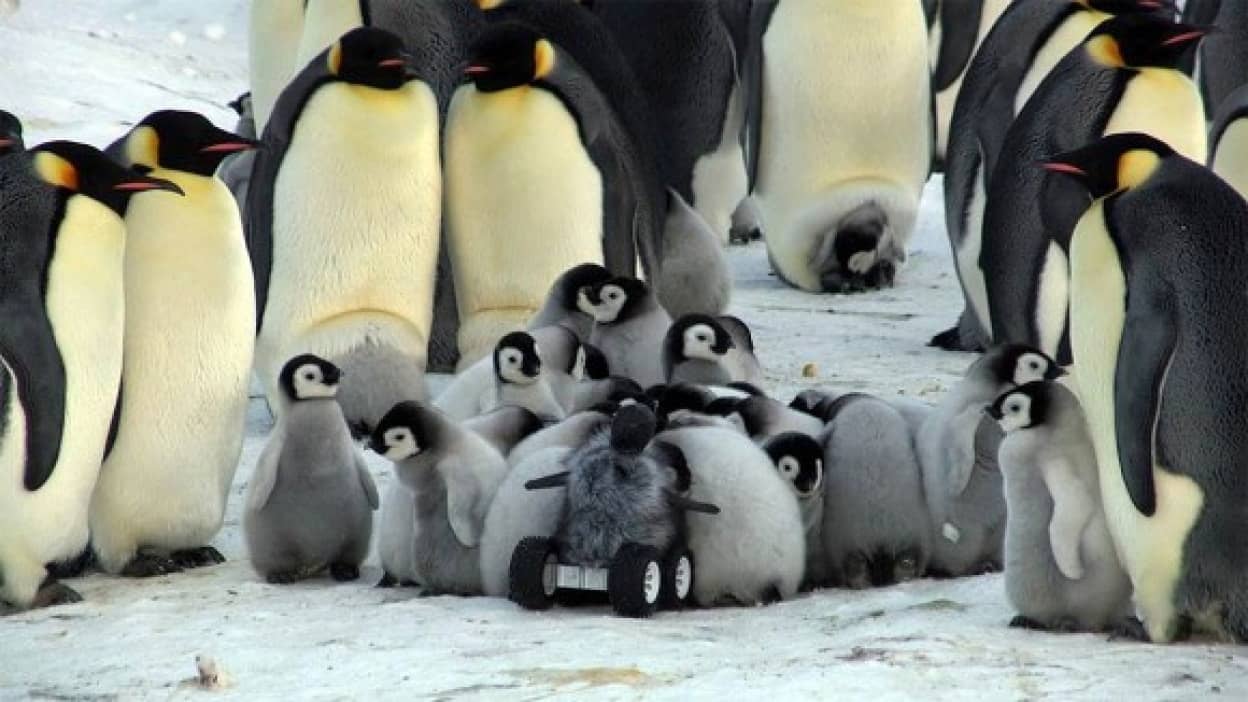 モフモフを装着し赤ちゃんペンギンに偽装したロボットがペンギンの子どもたちに取り囲まれる様子 カラパイア