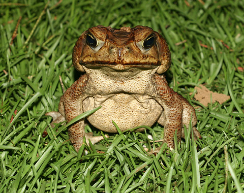 cane-toad-4