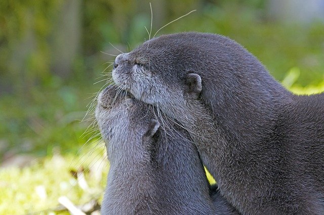 clawed-otter-2146072_640