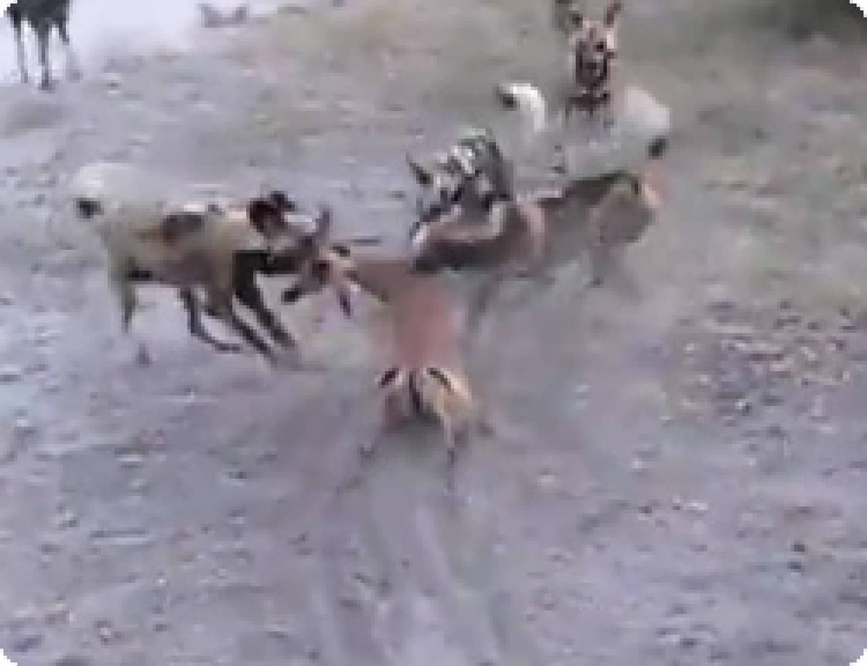 野犬がインパラを群れで捕食する映像 ボツワナ カラパイア