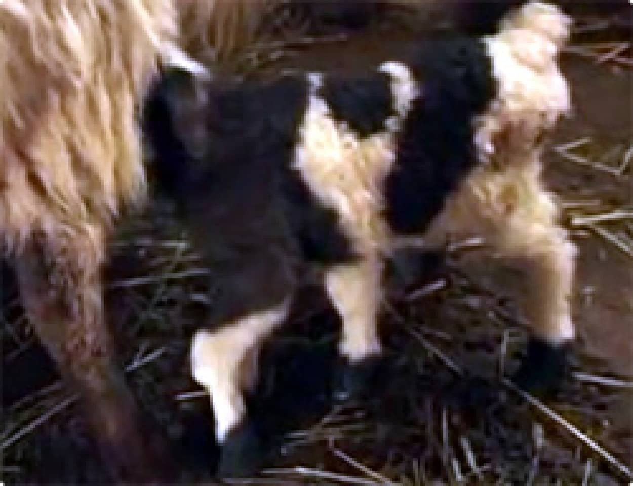動画 両性具有で6本足の子羊が生まれる グルジア カラパイア 動画 両性具有で6本足の子羊が生まれる グルジア カラパイア