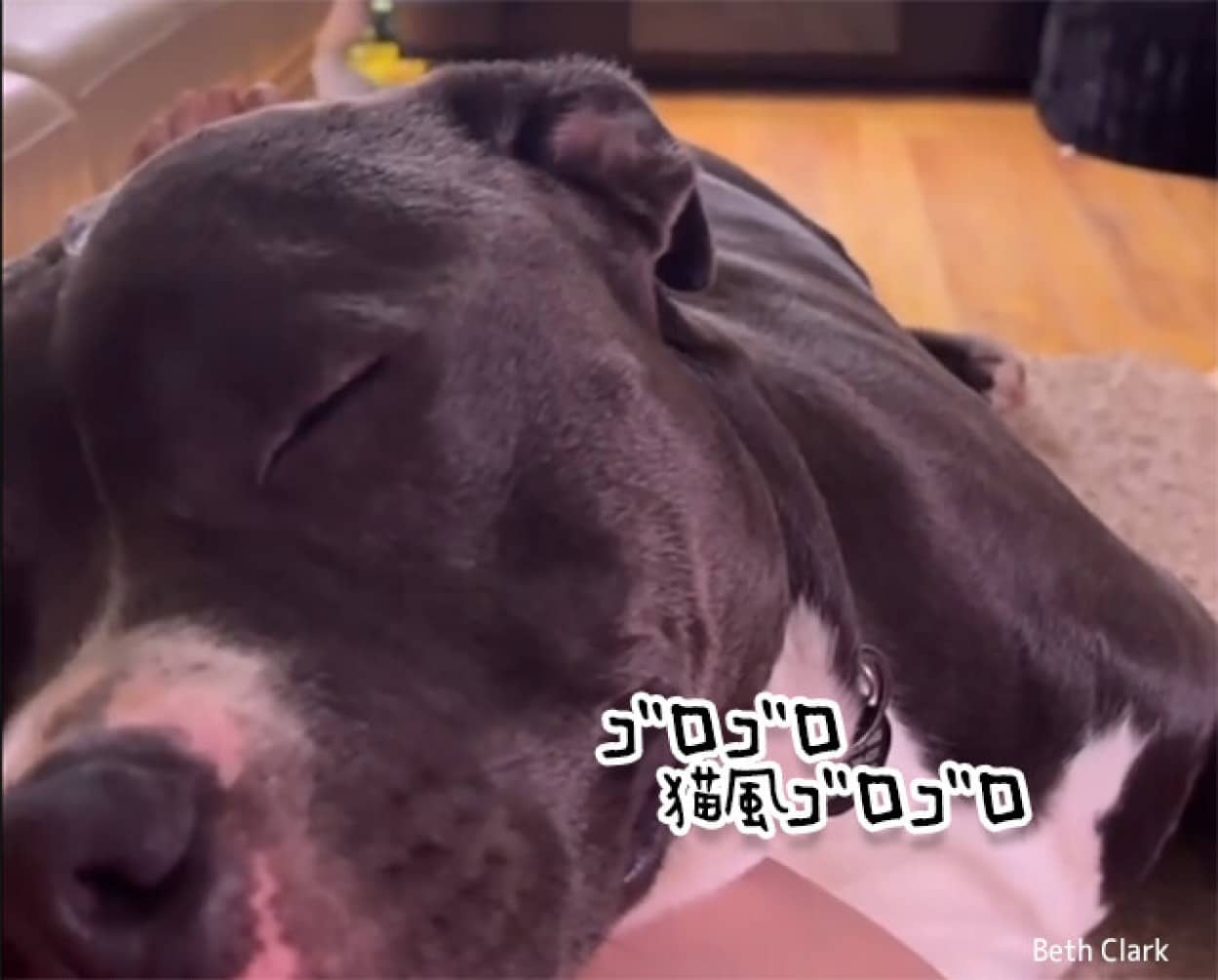犬の猫化。ゴロゴロ音