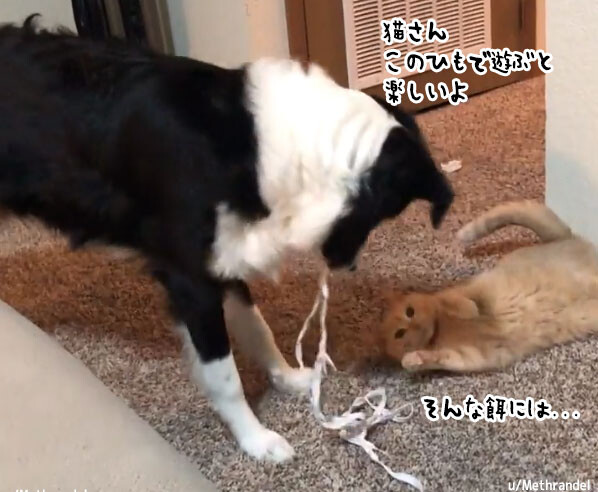 猫と仲良くなりたい犬、猫じゃらしの代わりに紐を加えて猫の気を引くの巻