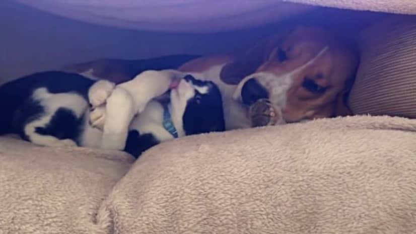 catndoglove3