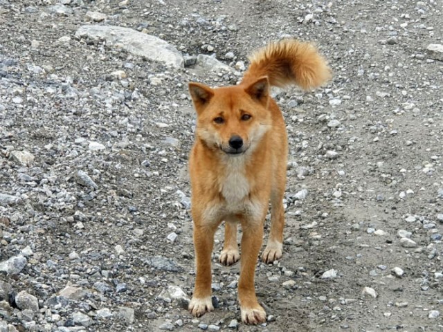 「歌う犬」は絶滅していなかった！50年ぶりに野生の個体を発見（ニューギニア）