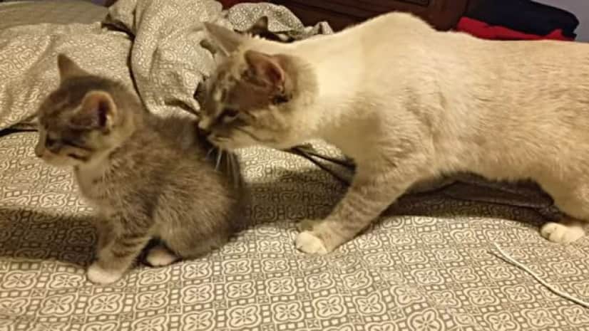 ボクこの子たちのパパなんだけど 子供たちとどうやって遊ぼう 猫の場合はこうなった カラパイア