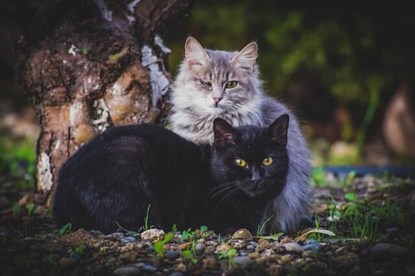cats-3884731_640