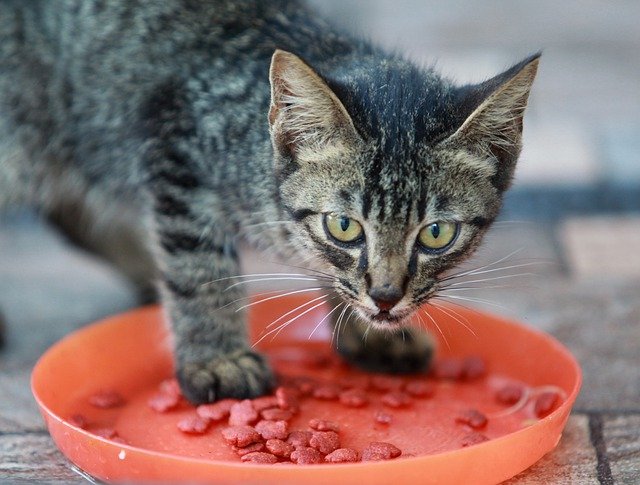 なぜ猫は食べ物を選り好みするのか？最新研究でその謎に迫る