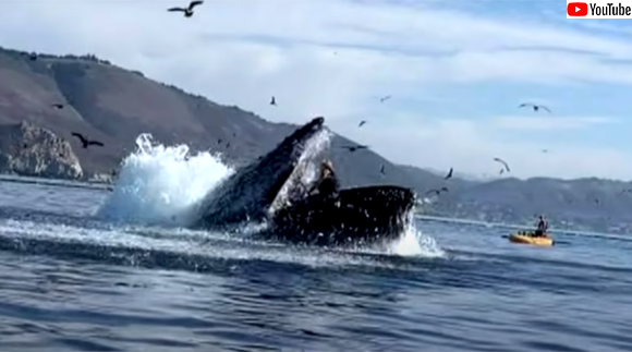 クジラに飲み込まれそうになったカヤック