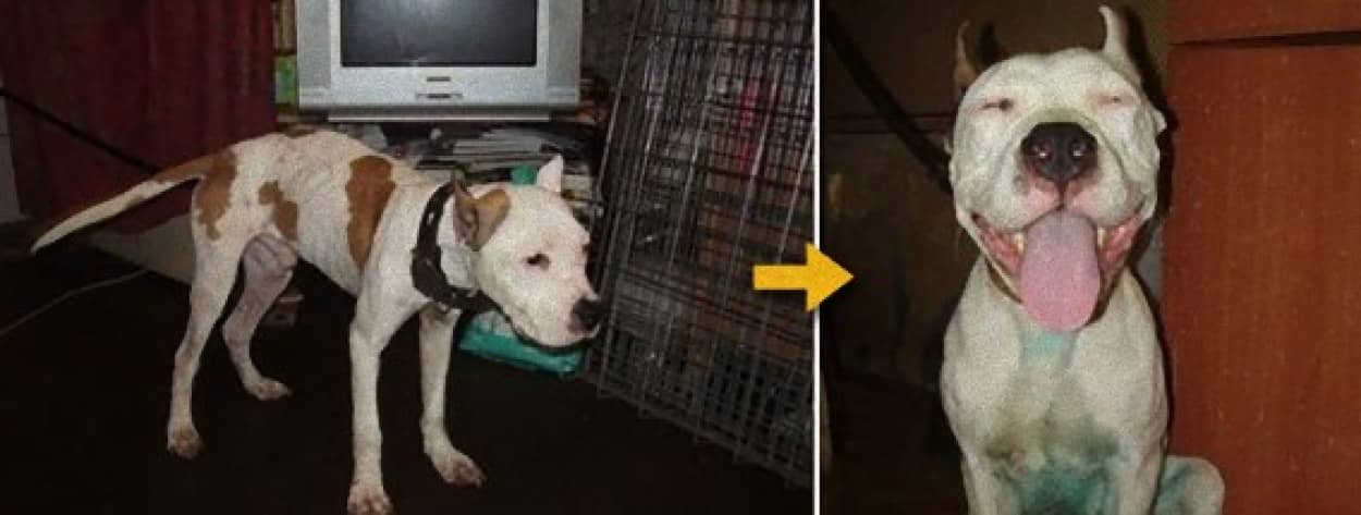 もう一度信じたい 捨てられた犬が新たに心を開くとき 捨て犬たちのビフォア アフター写真 カラパイア