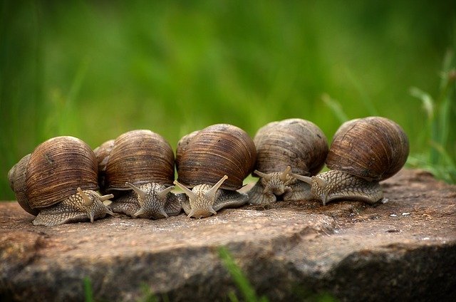 snails-2983235_640