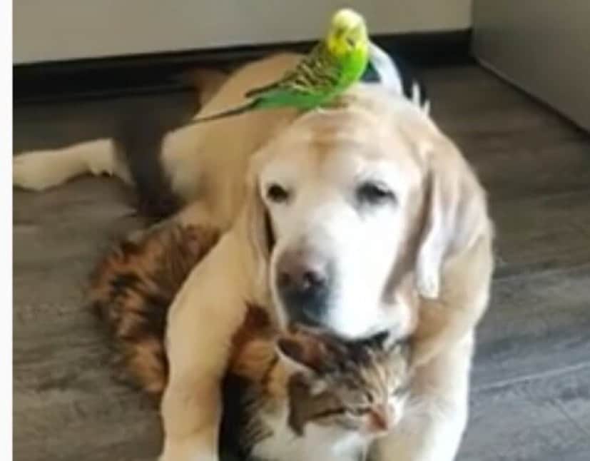 犬 猫 鳥 モルモットの異種間家族 みんなで集まってぽかぽかなひと時 カラパイア 犬 猫 鳥 モルモットの異種間家族 みんなで集まってぽかぽかなひと時 カラパイア