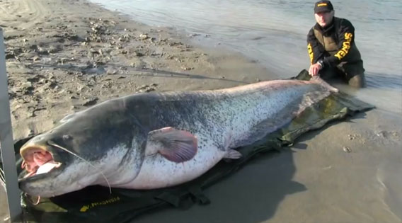 巨大淡水魚ロマンシリーズ 全長約3メートルのナマズがイタリアで釣り上げられる カラパイア