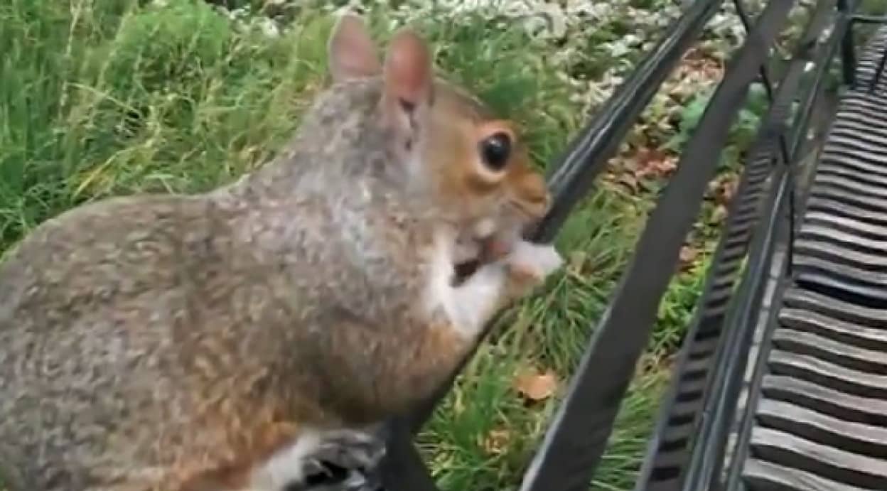 野生のリスに餌をあげたら リスが着ている服の中に餌を備蓄しはじめた カラパイア