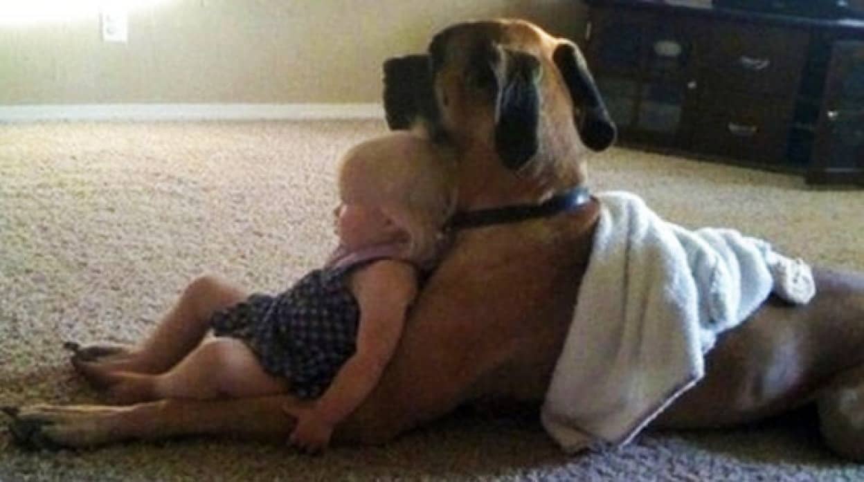 いつもそばにいるよ 一つ屋根の下で 人間の子どもを見守る動物たちの画像 カラパイア